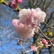 ヒメ日記 2025/04/06 11:05 投稿 めんま ぷるるんギャング