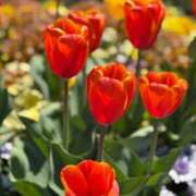 ヒメ日記 2025/04/17 12:55 投稿 めんま ぷるるんギャング