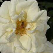 ヒメ日記 2025/05/18 11:45 投稿 めんま ぷるるんギャング