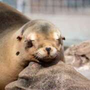 ヒメ日記 2026/04/18 13:07 投稿 めんま ぷるるんギャング