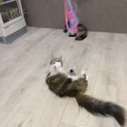 ヒメ日記 2025/06/09 07:00 投稿 あかね 栃木小山ちゃんこ