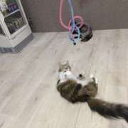 ヒメ日記 2025/07/28 12:40 投稿 あかね 栃木小山ちゃんこ