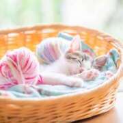 ヒメ日記 2025/08/18 22:52 投稿 あかね 栃木小山ちゃんこ