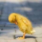 ヒメ日記 2025/10/29 18:46 投稿 あかね 栃木小山ちゃんこ