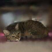 ヒメ日記 2026/01/29 02:02 投稿 あかね 栃木小山ちゃんこ