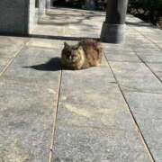 ヒメ日記 2026/02/19 11:53 投稿 あかね 栃木小山ちゃんこ