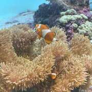 ヒメ日記 2025/08/12 06:49 投稿 おとは いきなりラブ彼女