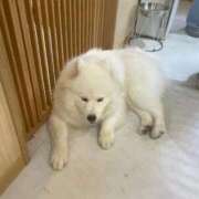 ヒメ日記 2025/11/15 06:09 投稿 おとは いきなりラブ彼女