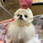 ヒメ日記 2025/11/29 14:39 投稿 おとは いきなりラブ彼女