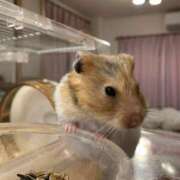 ヒメ日記 2025/02/11 16:42 投稿 のん Hip's-group越谷本店