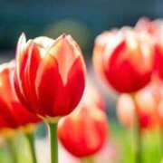 ヒメ日記 2026/04/08 09:52 投稿 のん Hip's-group越谷本店