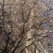 ヒメ日記 2025/04/02 09:10 投稿 サナ AMOUR（アムール）