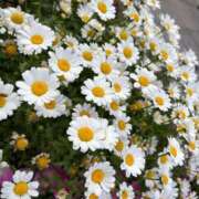 ヒメ日記 2025/05/08 19:39 投稿 サナ AMOUR（アムール）