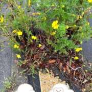 ヒメ日記 2025/11/01 11:27 投稿 みなみ 完熟ばなな 立川