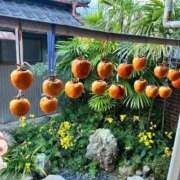 ヒメ日記 2025/11/22 16:27 投稿 みなみ 完熟ばなな 立川