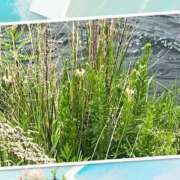 ヒメ日記 2026/05/06 19:47 投稿 みなみ 完熟ばなな 立川