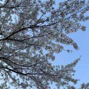 ヒメ日記 2025/04/15 00:12 投稿 けい★ 新潟風俗 Cherish Amulet