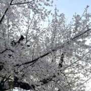 ヒメ日記 2025/04/05 17:04 投稿 【G】けい ウルトラセレブリティ