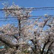 ヒメ日記 2025/04/09 15:04 投稿 【G】けい ウルトラセレブリティ