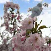 ヒメ日記 2025/04/16 14:06 投稿 【G】けい ウルトラセレブリティ