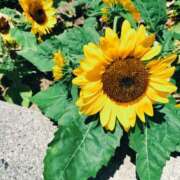 ヒメ日記 2025/08/05 09:16 投稿 橋本麻友 こあくまな熟女たち岩国店(KOAKUMAグループ)