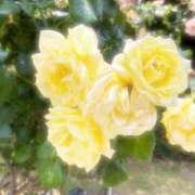 ヒメ日記 2025/06/03 07:30 投稿 うた ぽちゃSPA