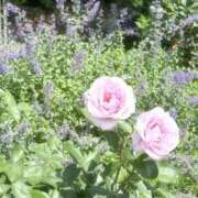 ヒメ日記 2025/07/11 07:01 投稿 うた ぽちゃSPA