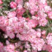 ヒメ日記 2025/08/05 07:00 投稿 うた ぽちゃSPA