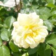 ヒメ日記 2025/08/24 08:37 投稿 うた ぽちゃSPA