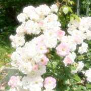 ヒメ日記 2025/08/29 08:26 投稿 うた ぽちゃSPA