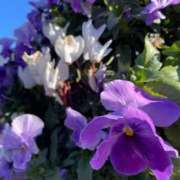 ヒメ日記 2025/02/11 12:39 投稿 ひな 白い巨乳