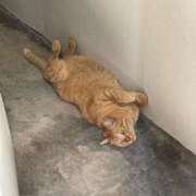 ヒメ日記 2025/09/21 16:39 投稿 ひな 白い巨乳