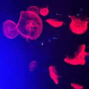 ヒメ日記 2025/03/03 15:31 投稿 もね 涼泉（りょうせん）