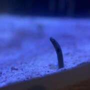 ヒメ日記 2025/07/22 11:35 投稿 もね 涼泉（りょうせん）