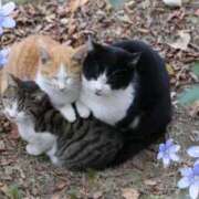 ヒメ日記 2025/11/03 05:57 投稿 美里さふ ワイフコレクション