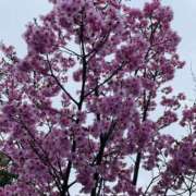 ヒメ日記 2026/03/21 19:06 投稿 美里さふ ワイフコレクション