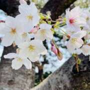 ヒメ日記 2026/03/29 14:07 投稿 美里さふ ワイフコレクション