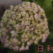 ヒメ日記 2026/05/21 08:20 投稿 ひより 大和人妻城