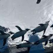 ヒメ日記 2025/08/09 19:24 投稿 みれい 錦糸町人妻セレブリティ（ユメオト）