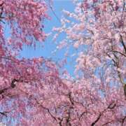 ヒメ日記 2025/04/06 22:48 投稿 本田あゆみ(ほんだあゆみ) 五十路マダムエクスプレス厚木店(カサブランカグループ)