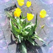 ヒメ日記 2025/04/18 21:22 投稿 本田あゆみ(ほんだあゆみ) 五十路マダムエクスプレス厚木店(カサブランカグループ)