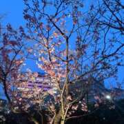 ヒメ日記 2026/03/23 00:15 投稿 澪【みお】 BLENDA V.I.P東京店