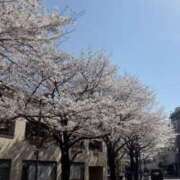 ヒメ日記 2026/04/03 14:11 投稿 澪【みお】 BLENDA V.I.P東京店