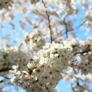 ヒメ日記 2026/04/04 08:01 投稿 澪【みお】 BLENDA V.I.P東京店