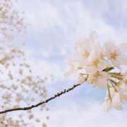 ヒメ日記 2025/04/14 11:15 投稿 よしの 東京人妻セレブリティ（ユメオト）