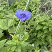 ヒメ日記 2025/04/26 12:35 投稿 まりん 素人妻御奉仕倶楽部Hip's取手店