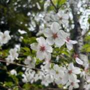 ヒメ日記 2025/03/28 15:18 投稿 ゆずは 池袋人妻城