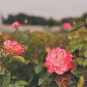 ヒメ日記 2025/04/27 16:03 投稿 ゆずは 池袋人妻城