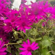 ヒメ日記 2025/04/29 00:03 投稿 ゆずは 池袋人妻城