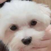 ヒメ日記 2025/10/06 12:42 投稿 うさ ホワイトベル